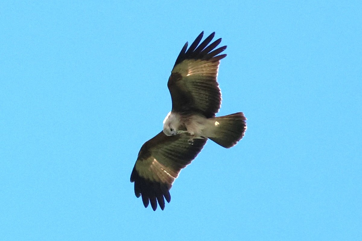 Brahminy Kite - ML622906749