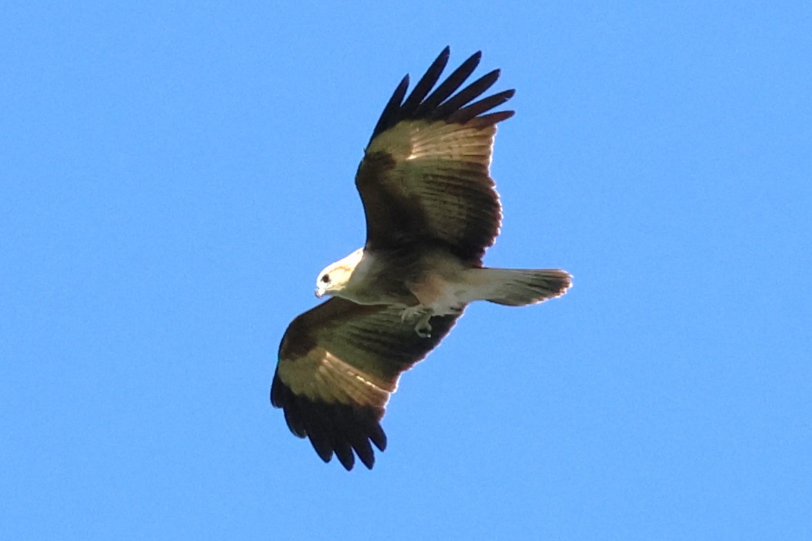 Brahminy Kite - ML622906750