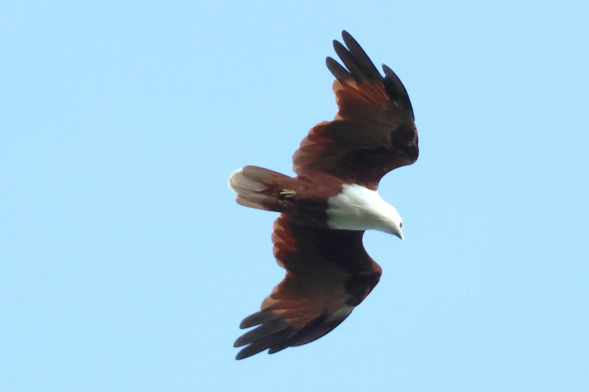 Brahminy Kite - ML622906752