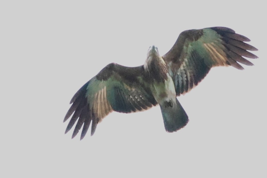 Brahminy Kite - ML622906753