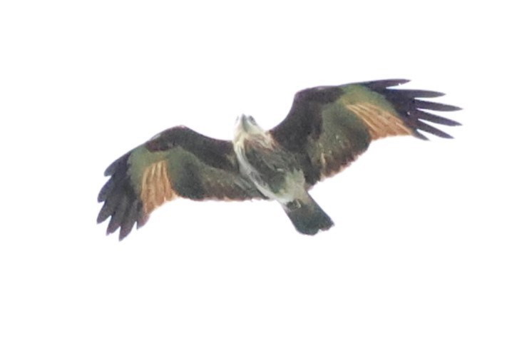 Brahminy Kite - ML622906754