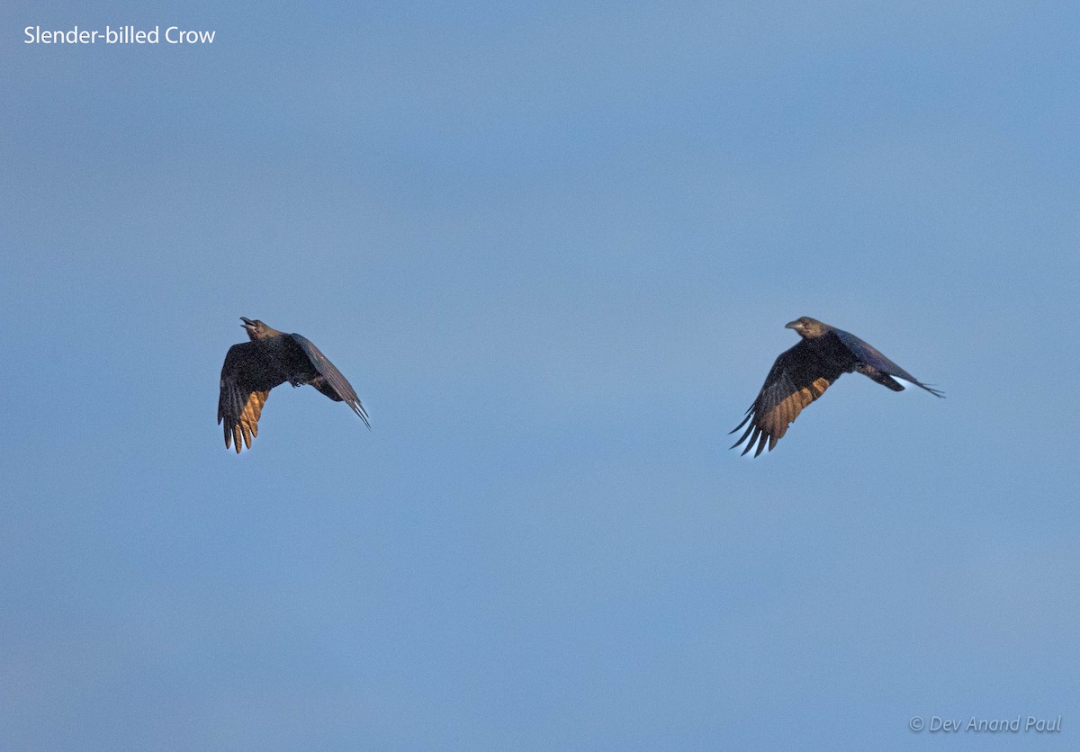 Slender-billed Crow - ML622906771