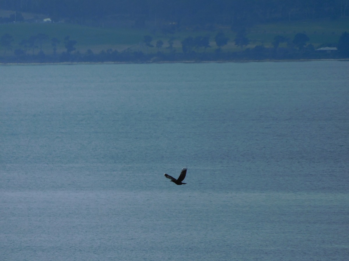 Black Currawong - ML622906799