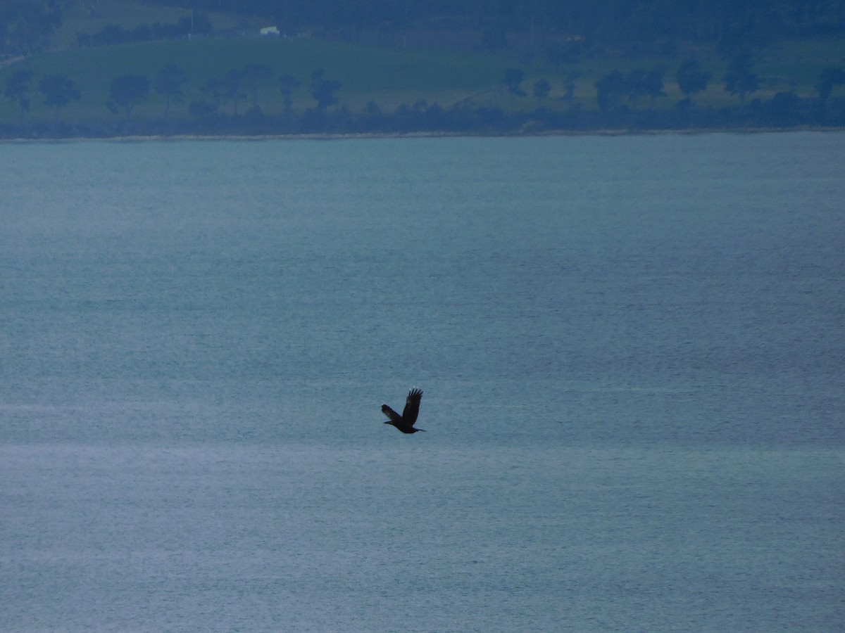 Black Currawong - ML622906800