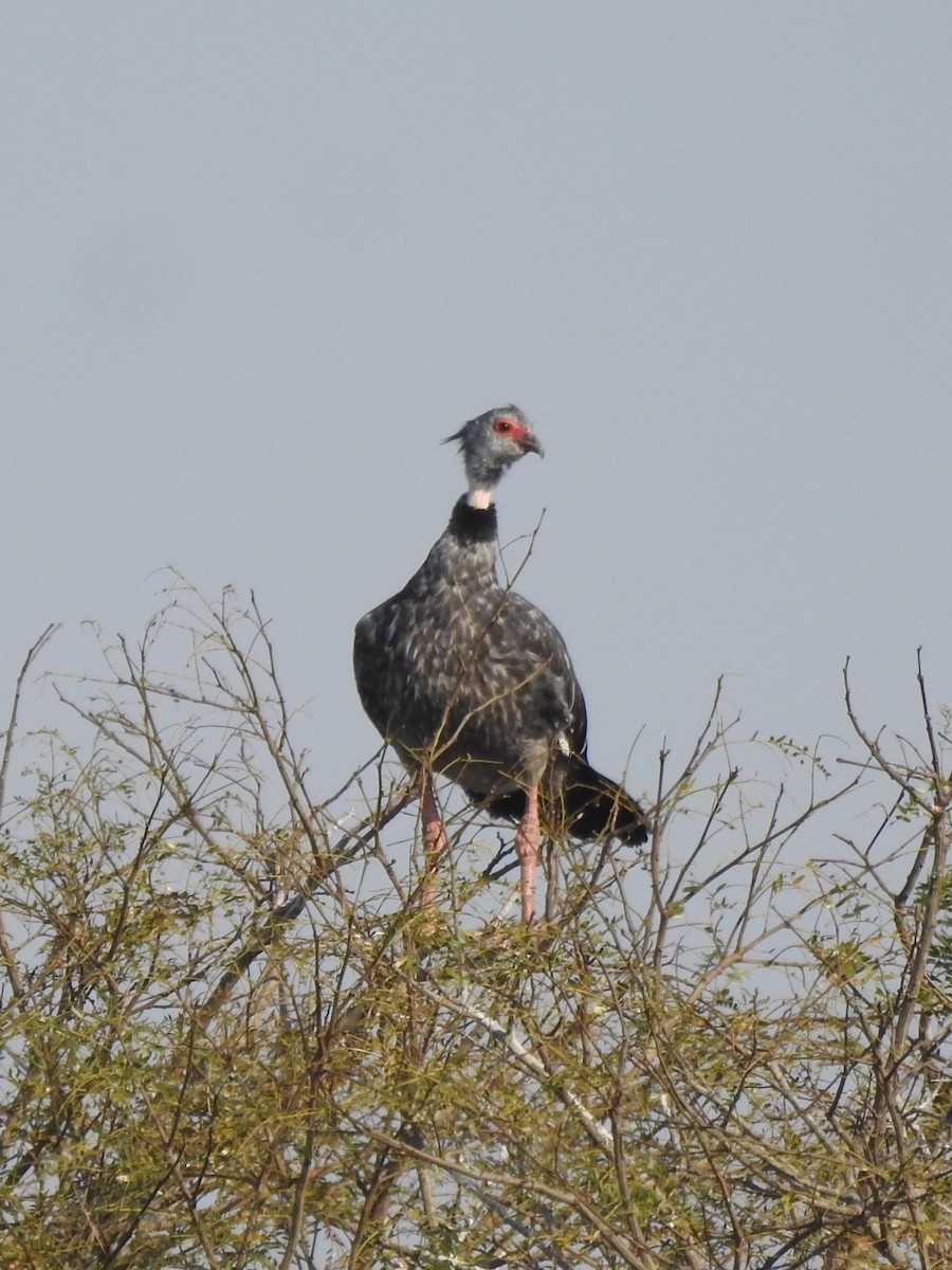 Southern Screamer - ML622906812