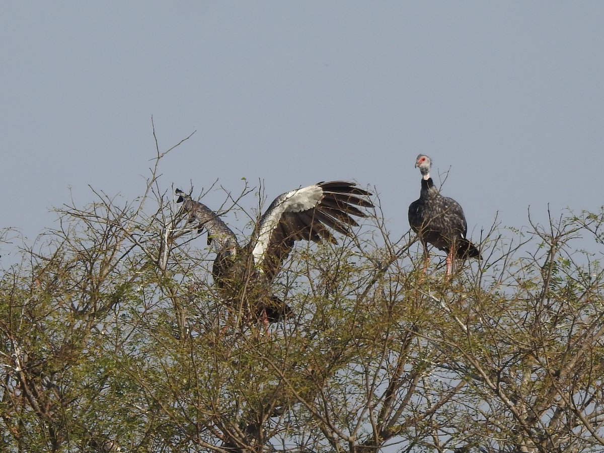 Southern Screamer - ML622906816