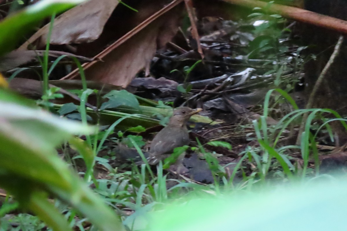 African Thrush - ML622906817