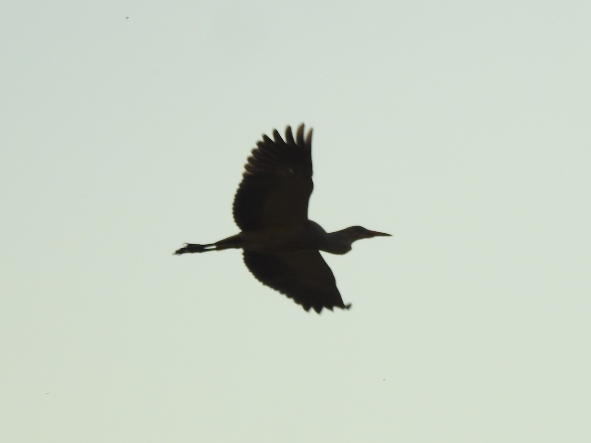 Whistling Heron - ML622906822