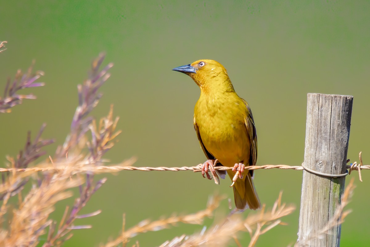 Cape Weaver - ML622906824