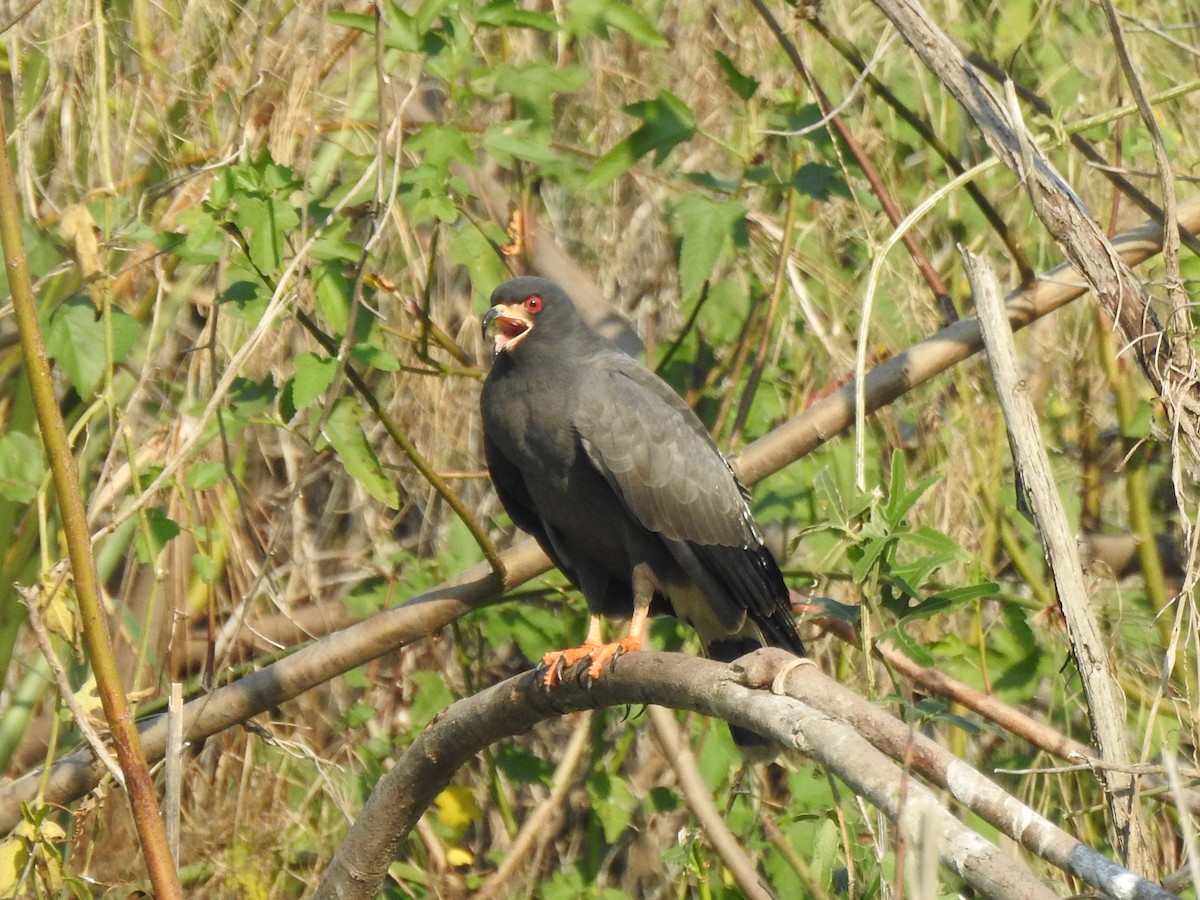 Snail Kite - ML622906825