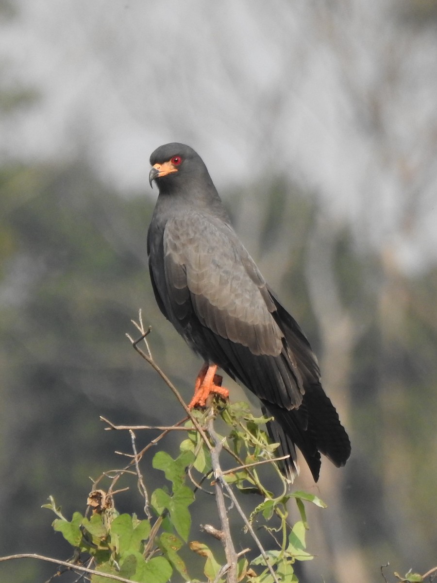 Snail Kite - ML622906828