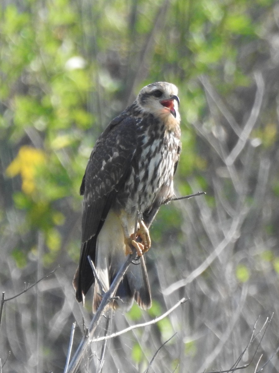 Snail Kite - ML622906829