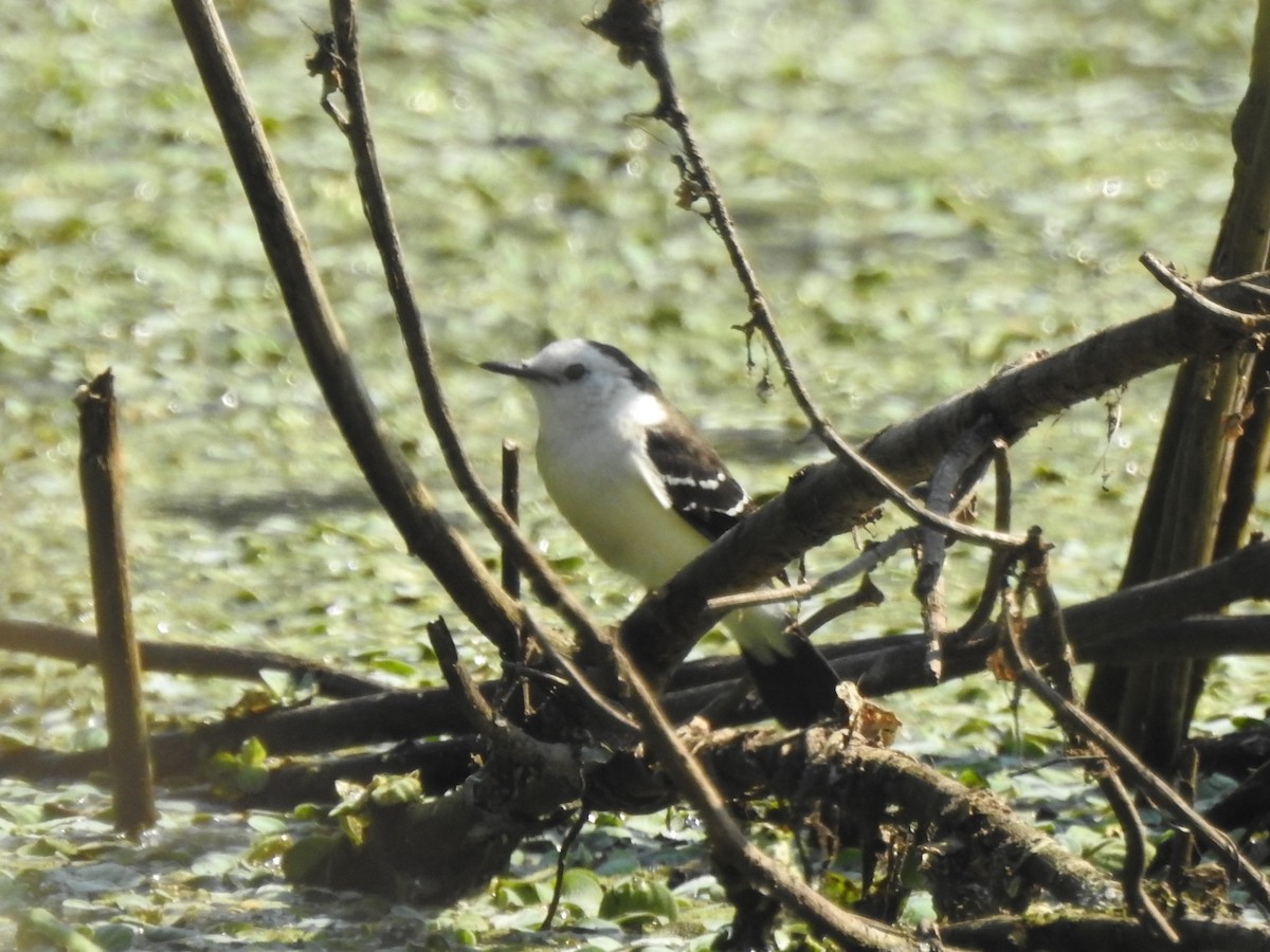 Black-backed Water-Tyrant - ML622906831
