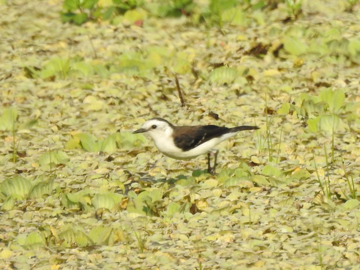 Black-backed Water-Tyrant - ML622906832