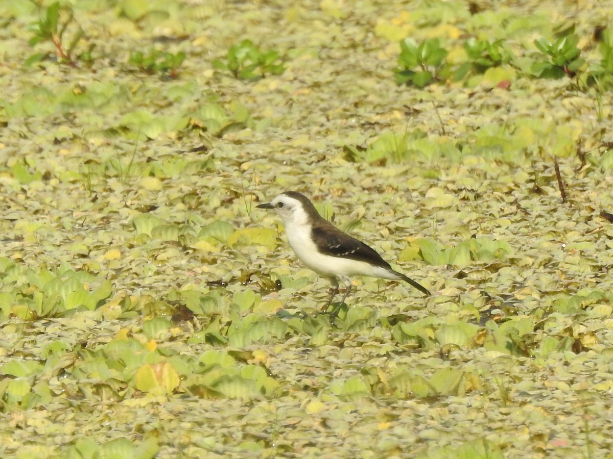 Black-backed Water-Tyrant - ML622906833