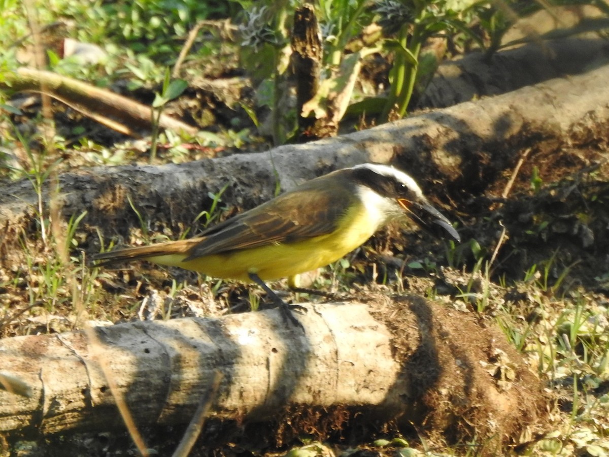 Great Kiskadee - ML622906835
