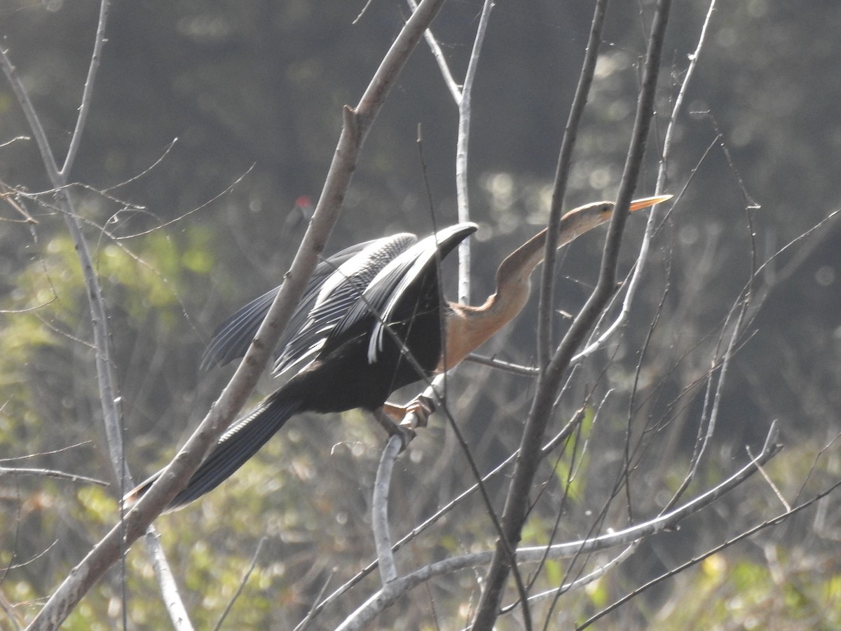 Anhinga - ML622906845