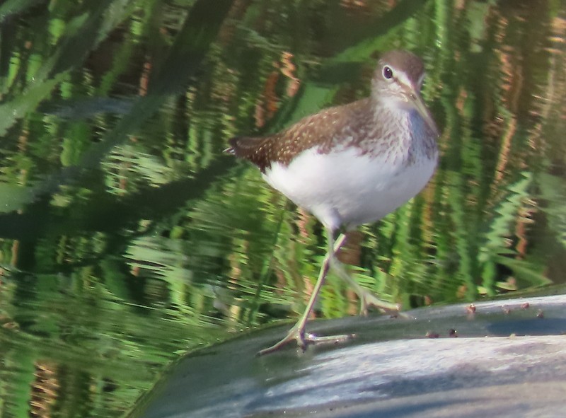 Green Sandpiper - ML622906915