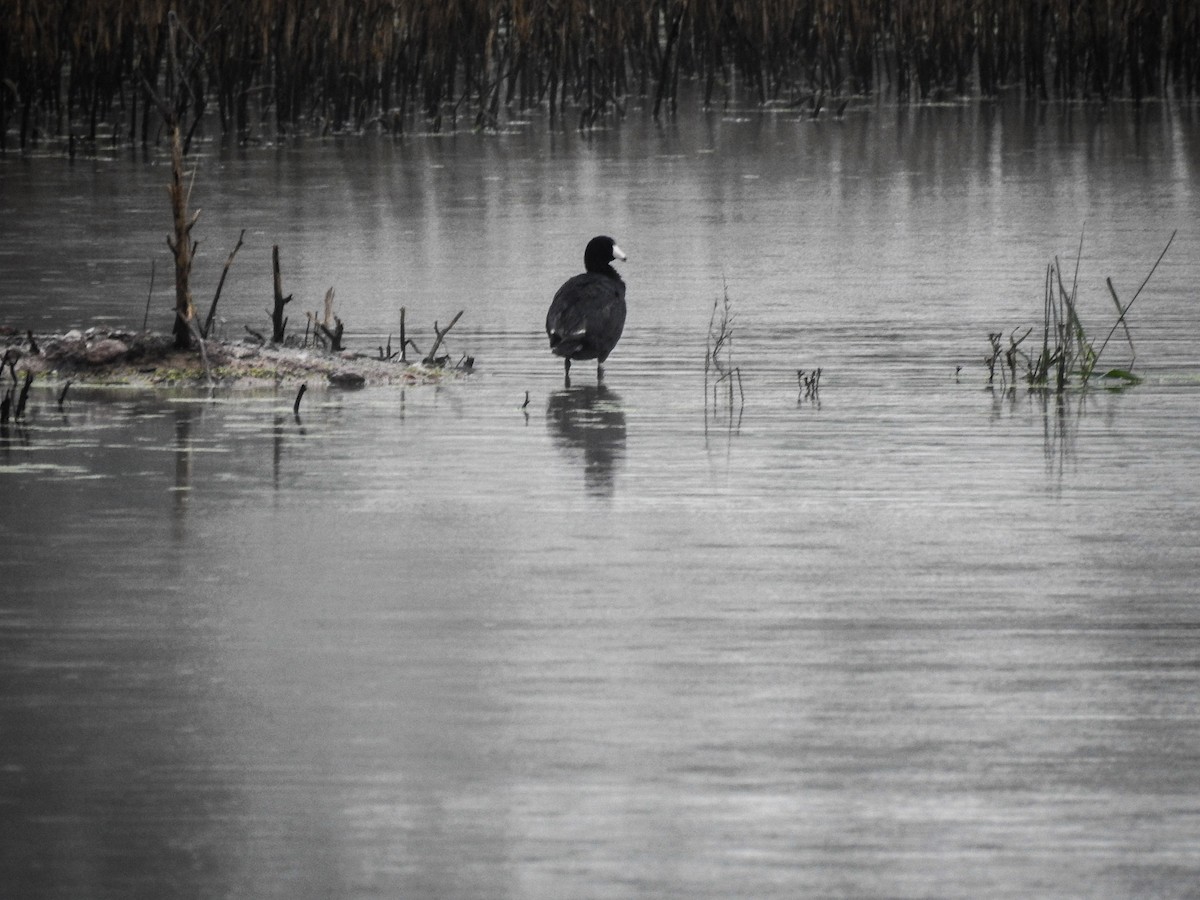 American Coot - Sergio Castañeda Ramos