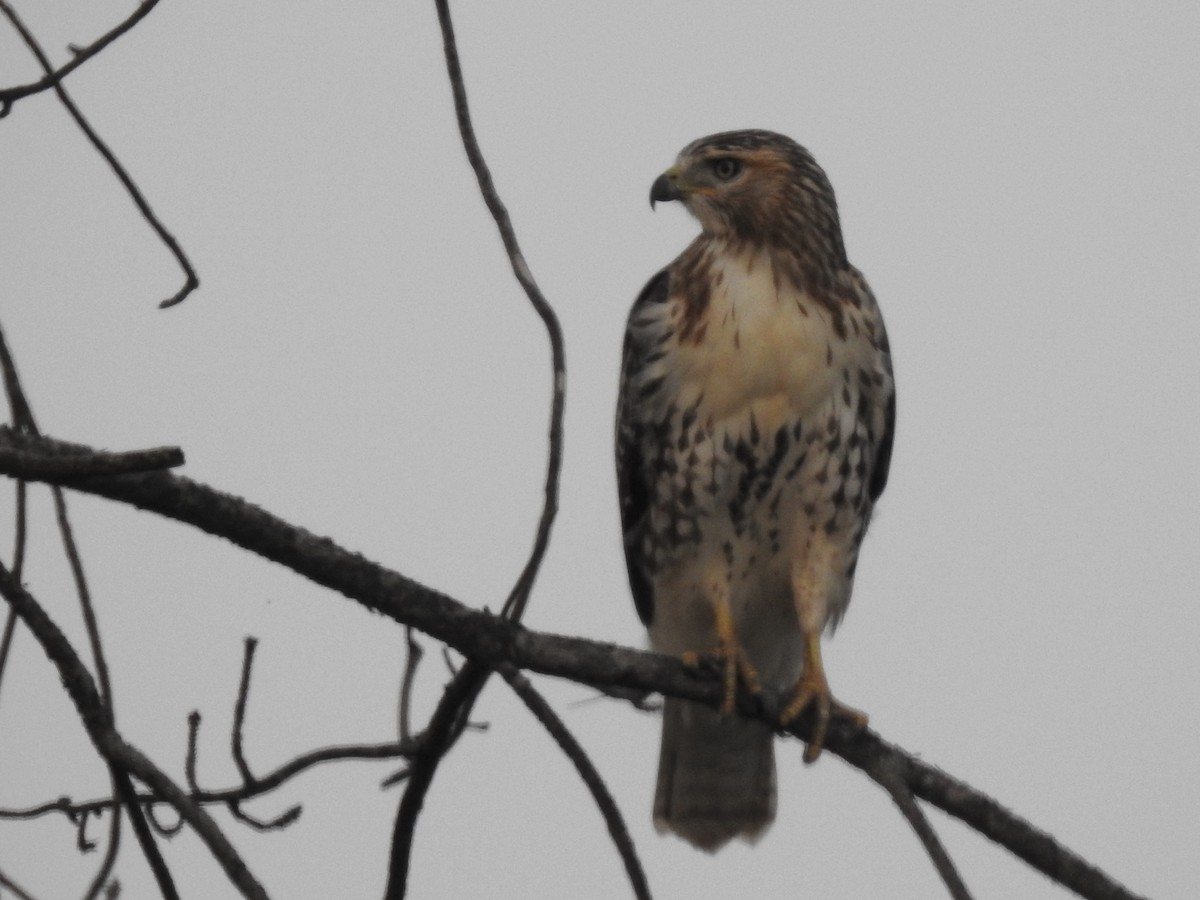 Red-tailed Hawk - T C