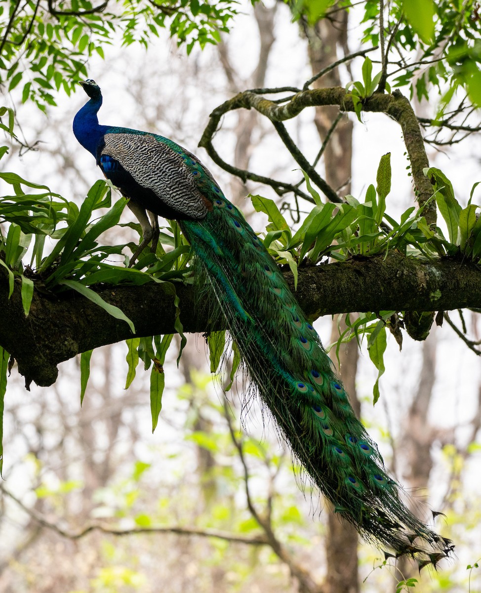 Indian Peafowl - ML622906994