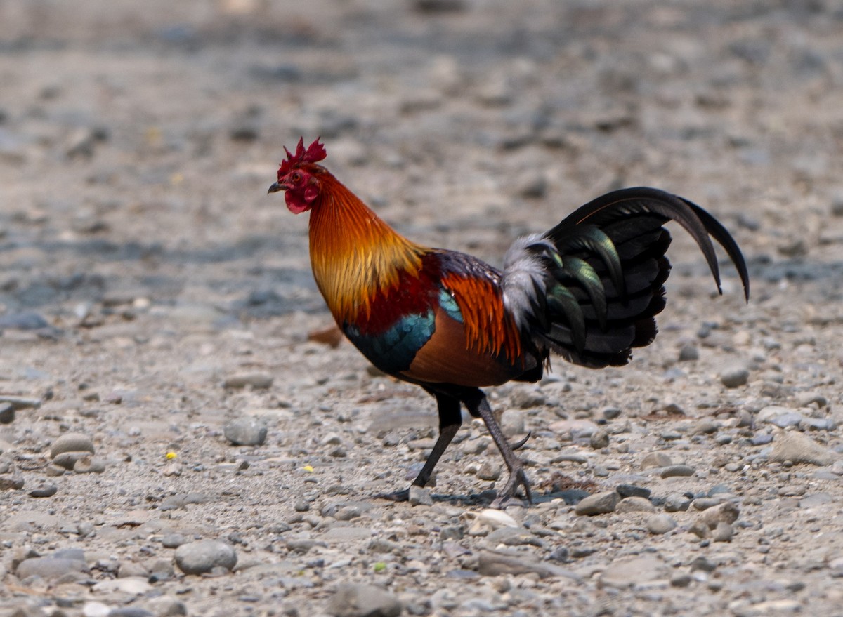 Red Junglefowl - ML622906995