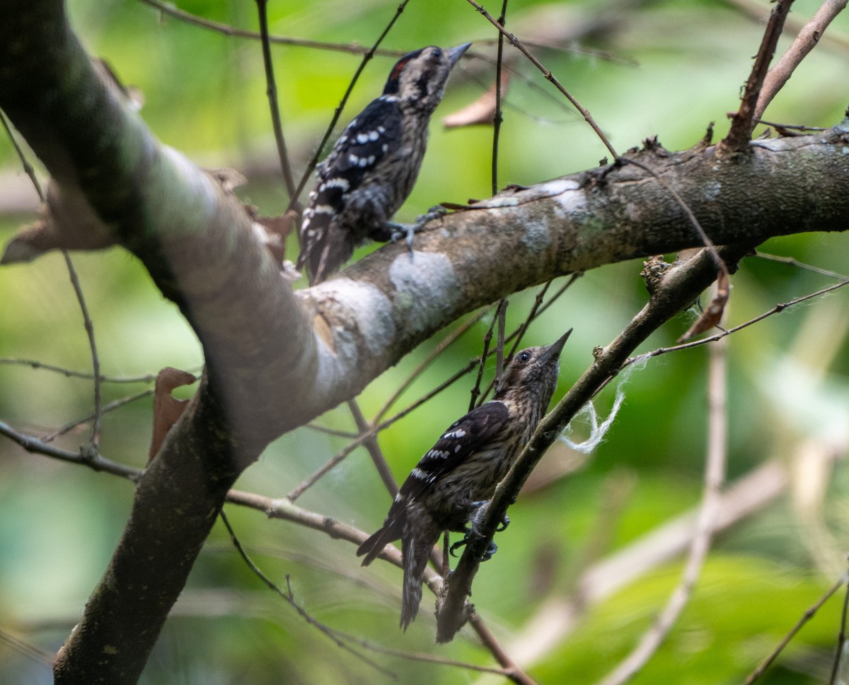 Gray-capped Pygmy Woodpecker - ML622907015