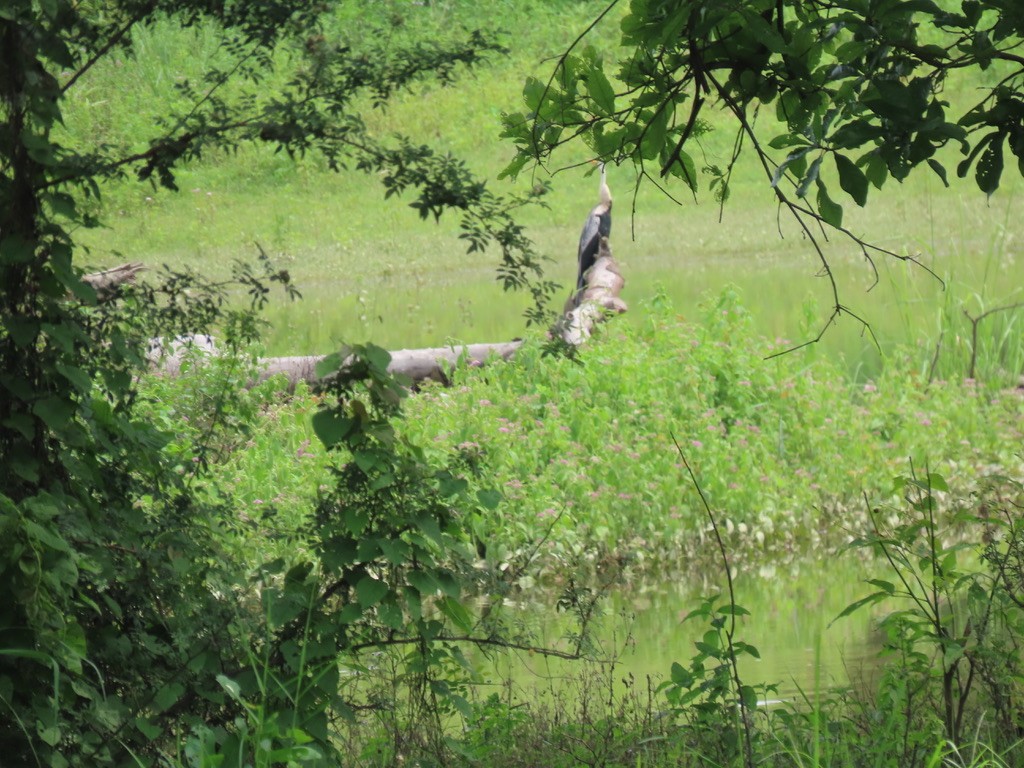 Oriental Darter - ML622907049