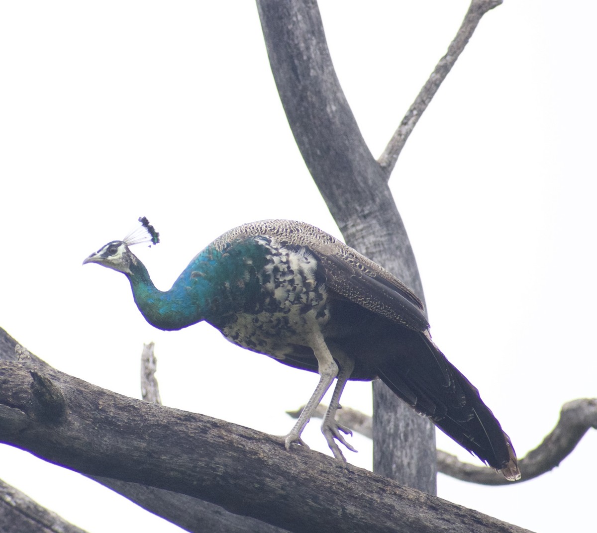 Indian Peafowl - Vishnu Vinjam