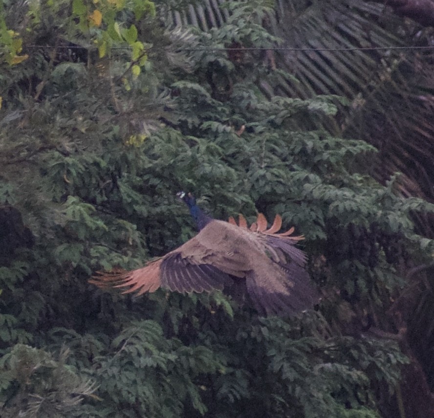 Indian Peafowl - Vishnu Vinjam