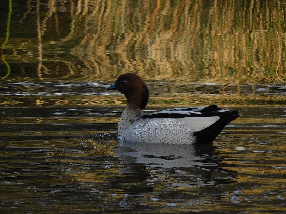 Maned Duck - George Vaughan