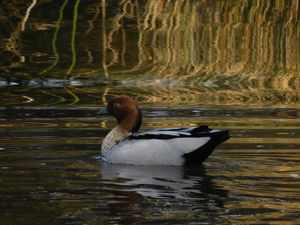 Maned Duck - George Vaughan