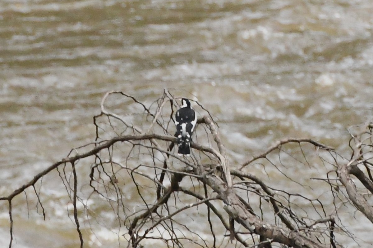 Magpie-lark - Michael Louey