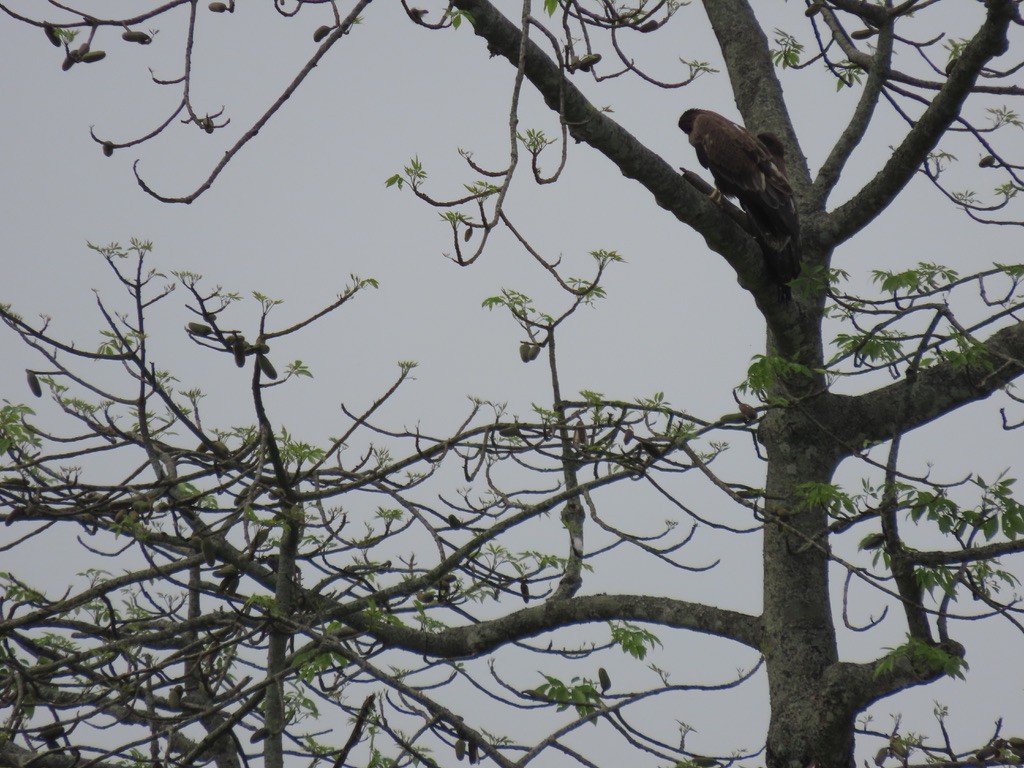 Indian Spotted Eagle - Samay Srivastava