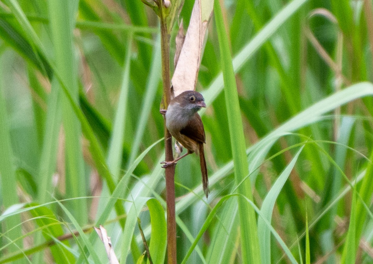 Jerdon's Babbler - ML622907209