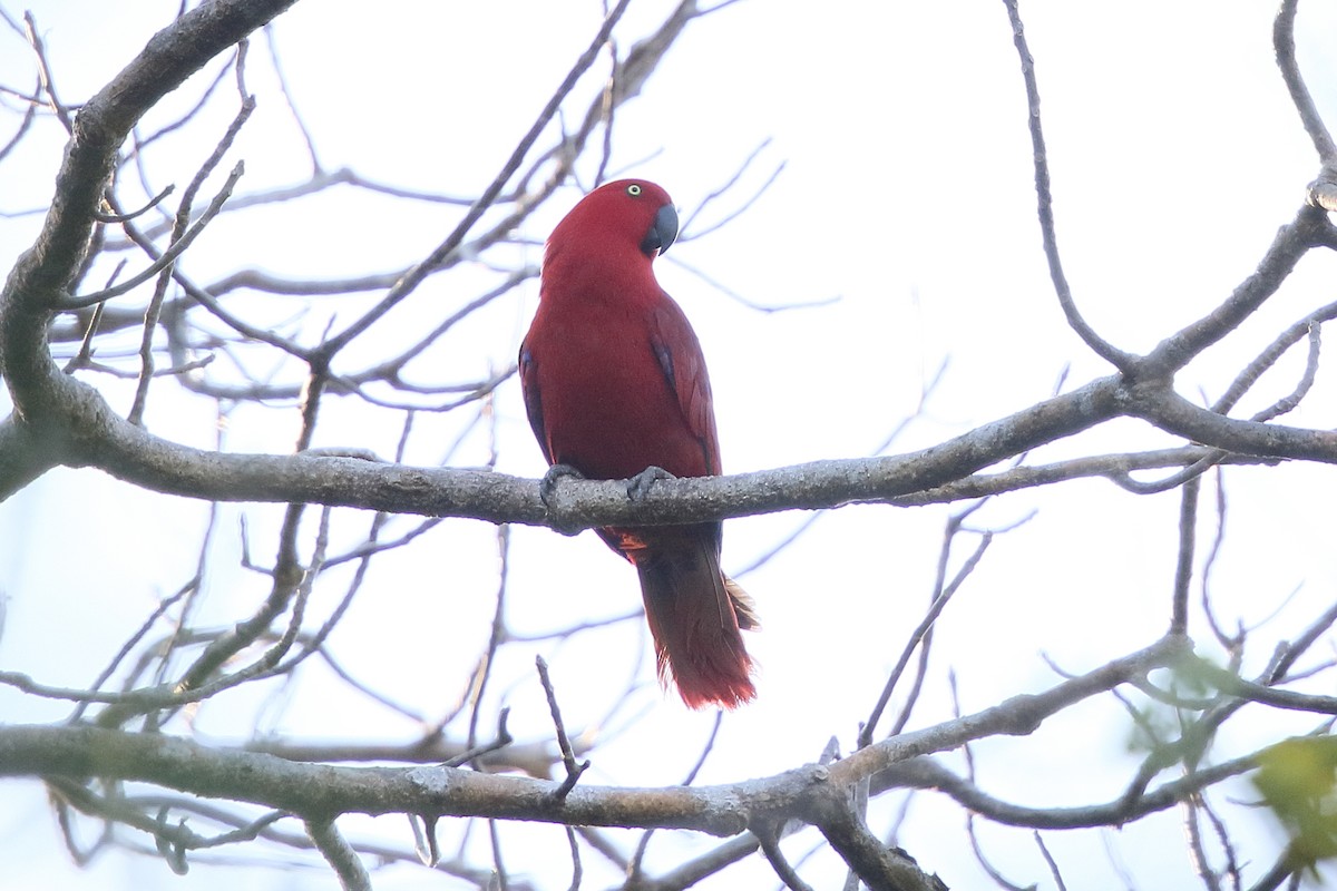 Sumba Eclectus - ML622907216
