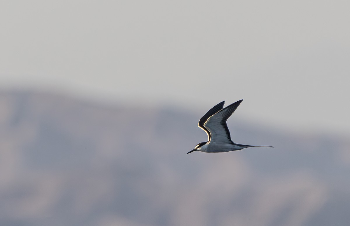 Bridled Tern - ML622907218