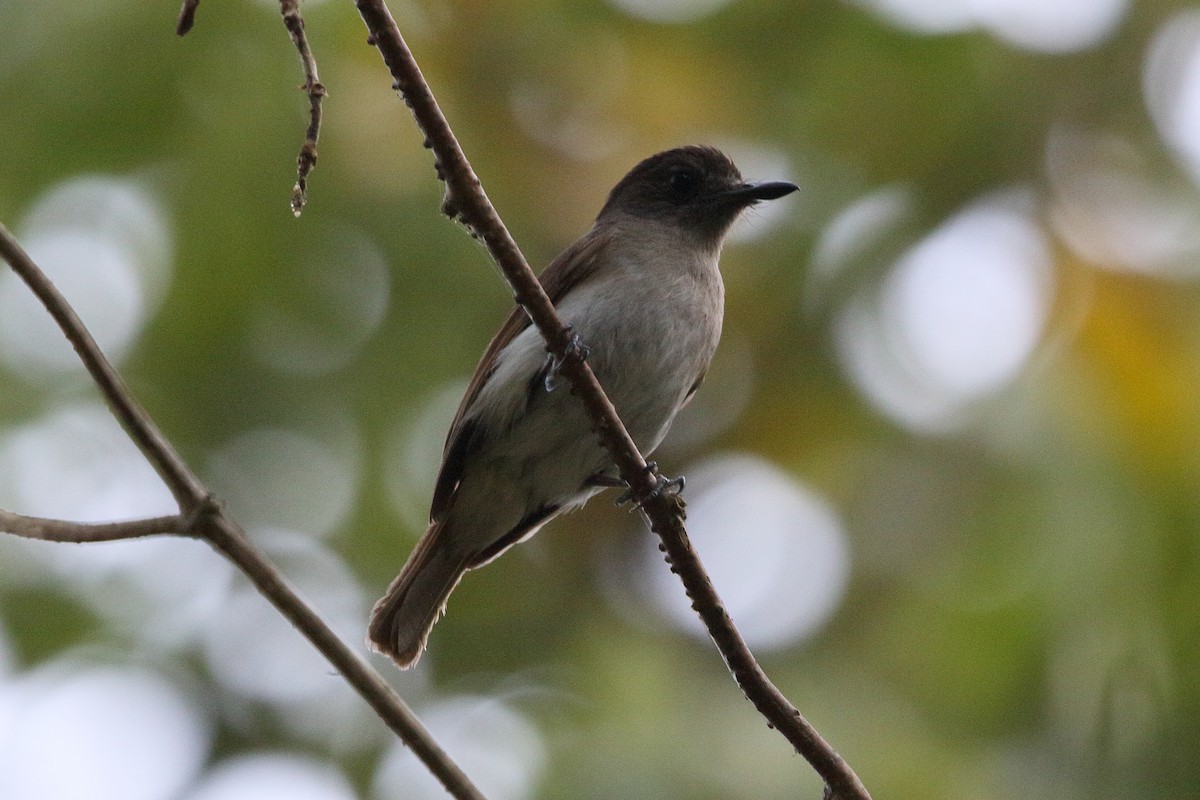 Sumba Jungle Flycatcher - ML622907224