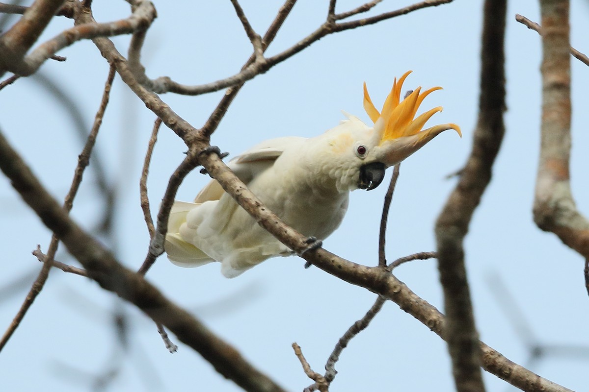 Citron-crested Cockatoo - ML622907256