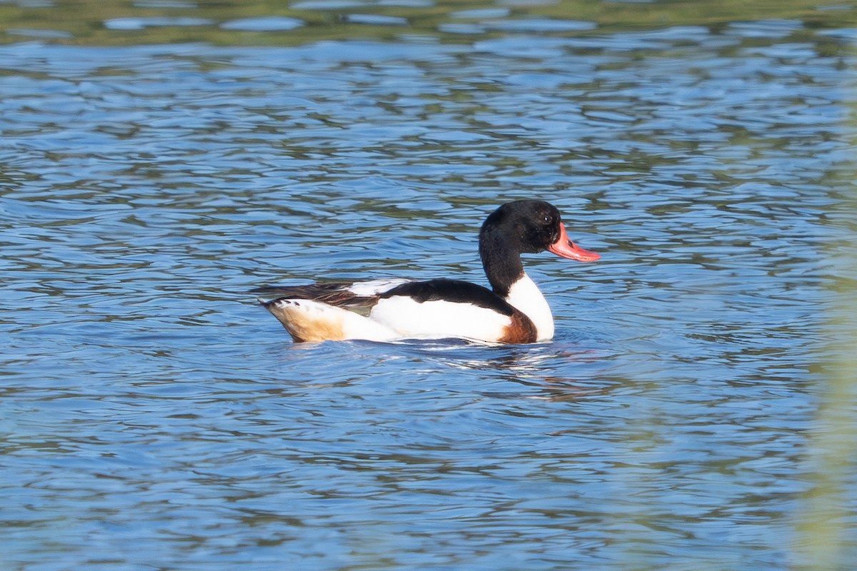 Common Shelduck - ML622907317