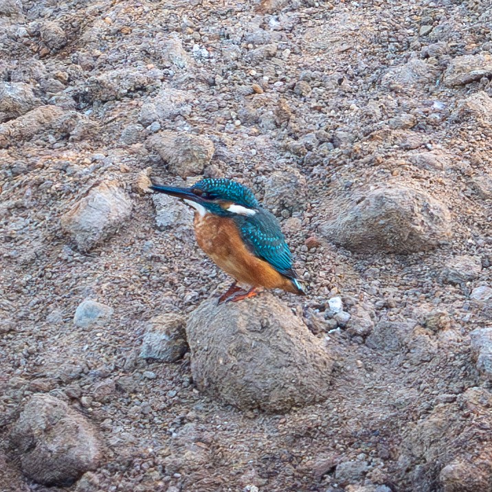 Common Kingfisher - ML622907321