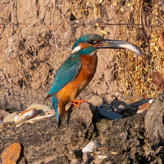 Common Kingfisher - ML622907322