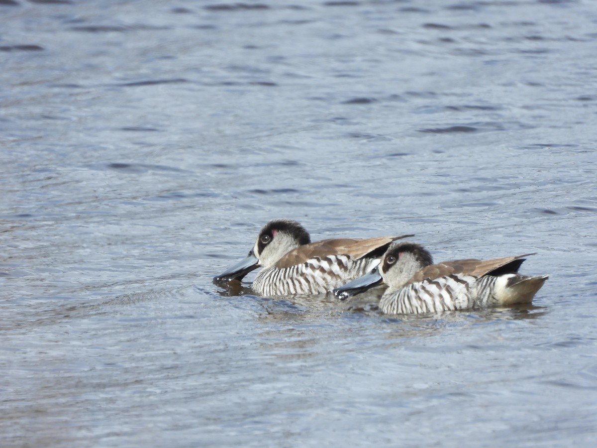 Pink-eared Duck - ML622907324