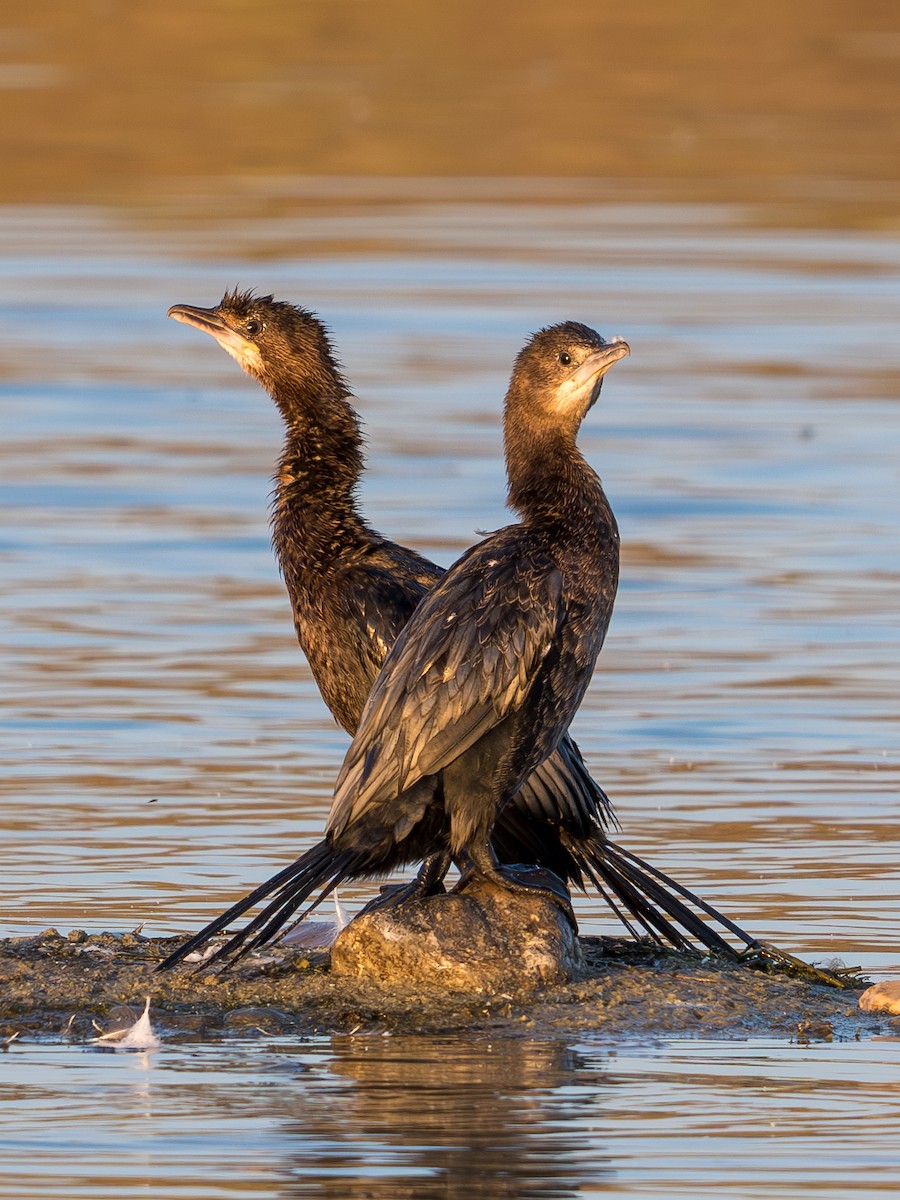 Pygmy Cormorant - ML622907328