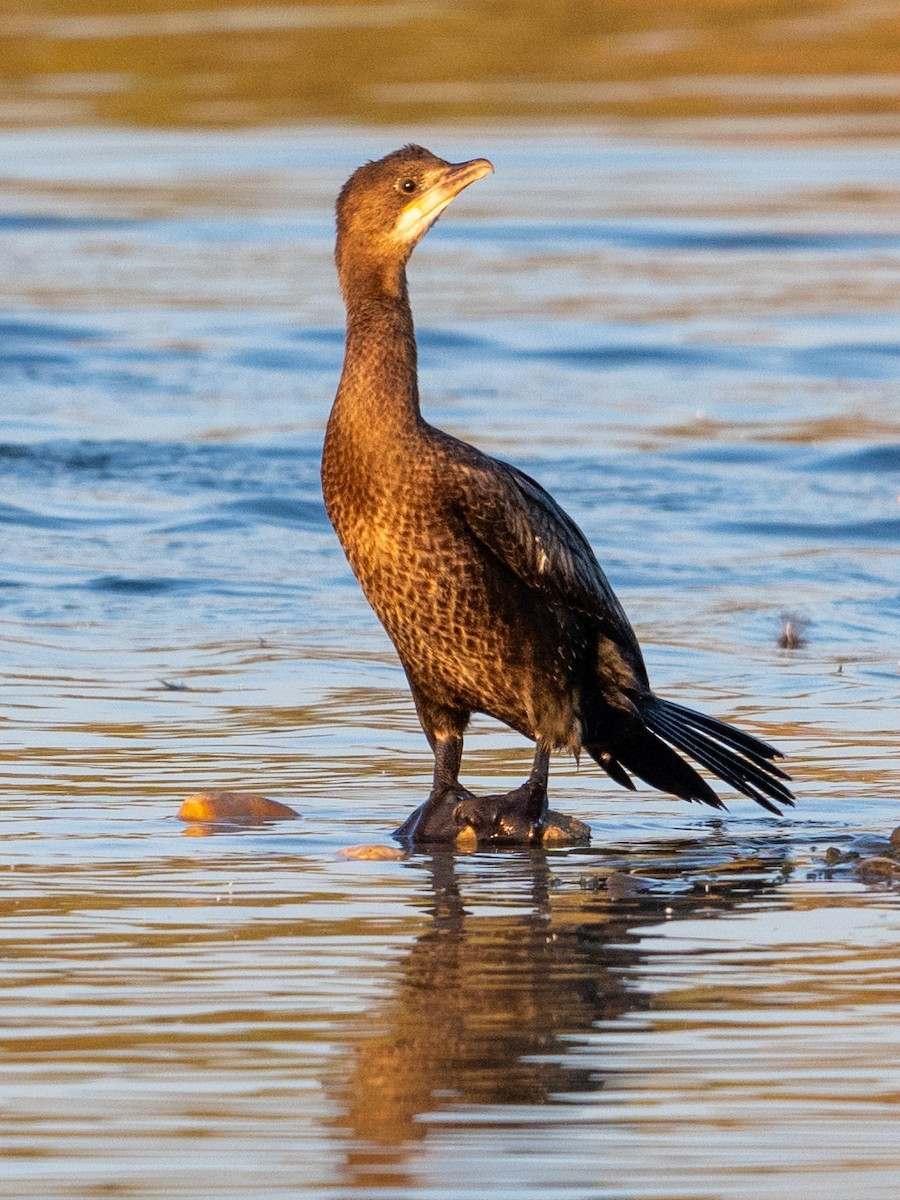 Pygmy Cormorant - ML622907329