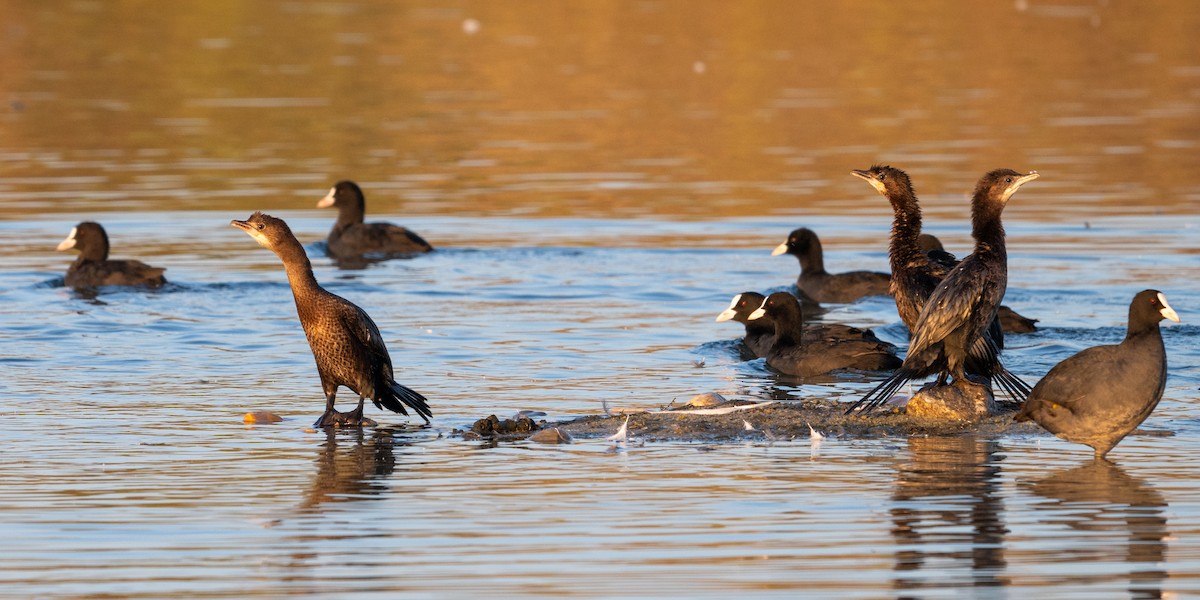 Pygmy Cormorant - ML622907330