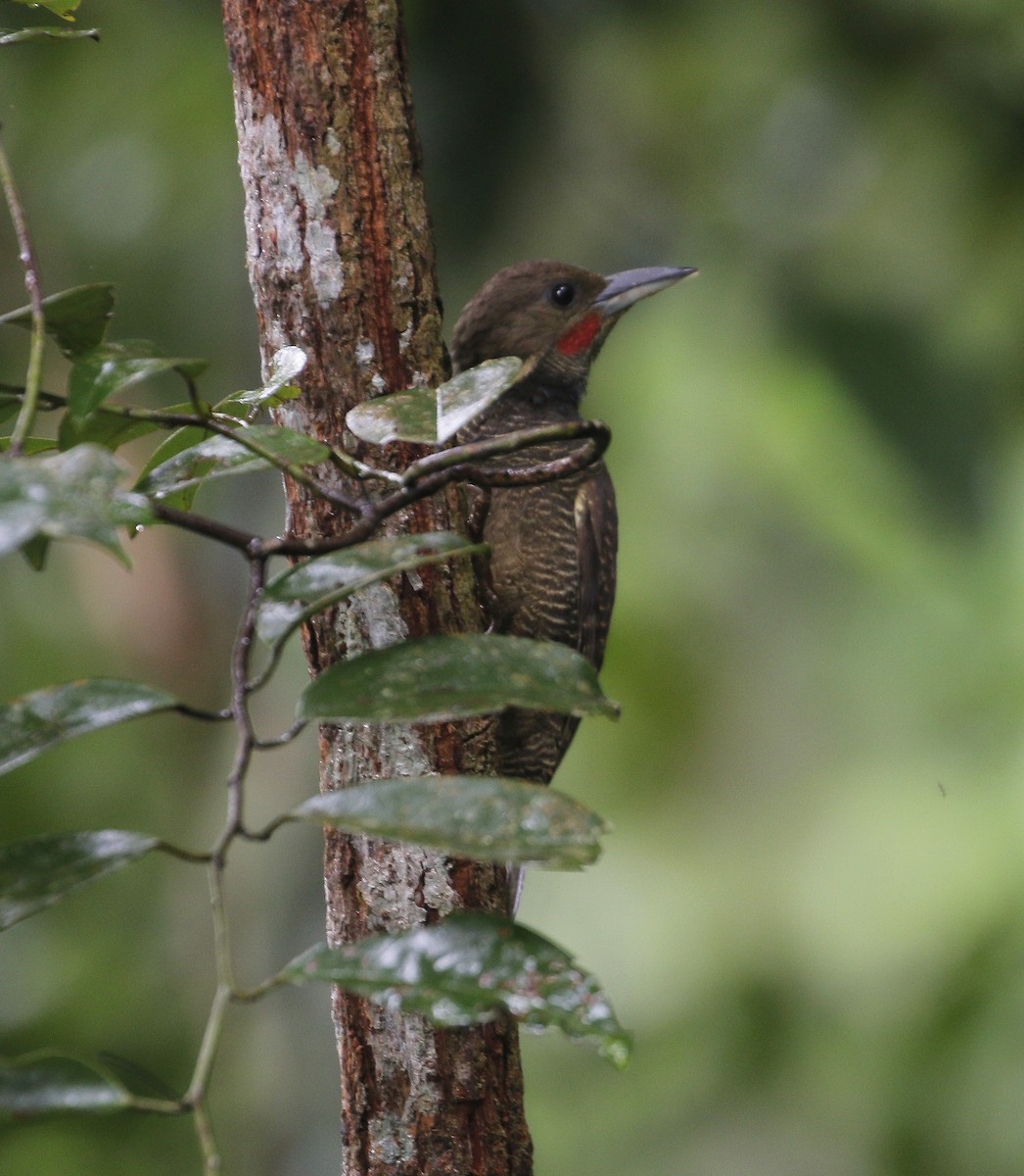 Buff-necked Woodpecker - ML622907345