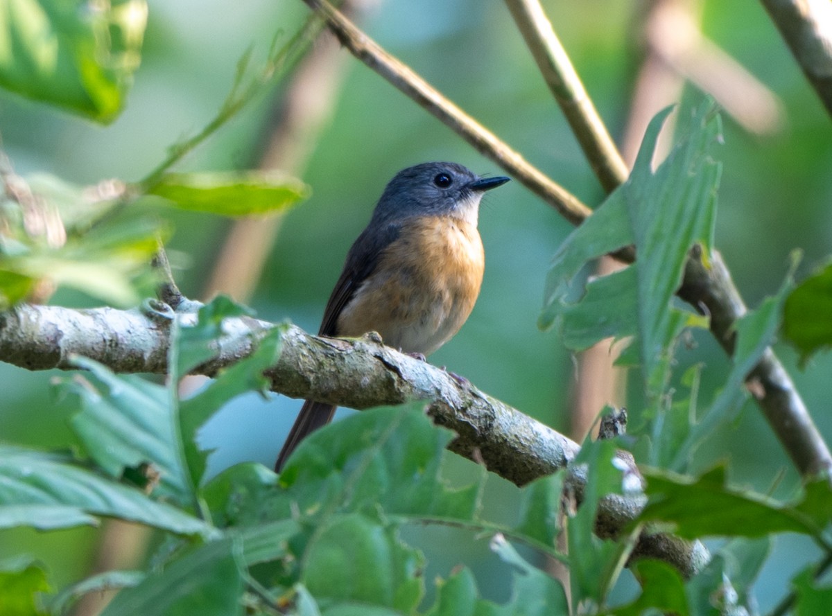 Pale-chinned Flycatcher - ML622907409