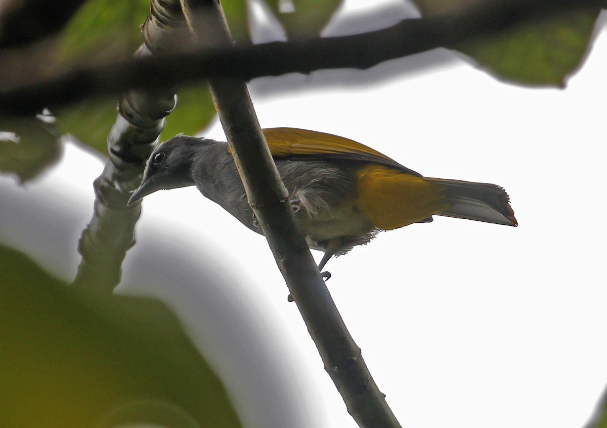 Gray-bellied Bulbul - ML622907422