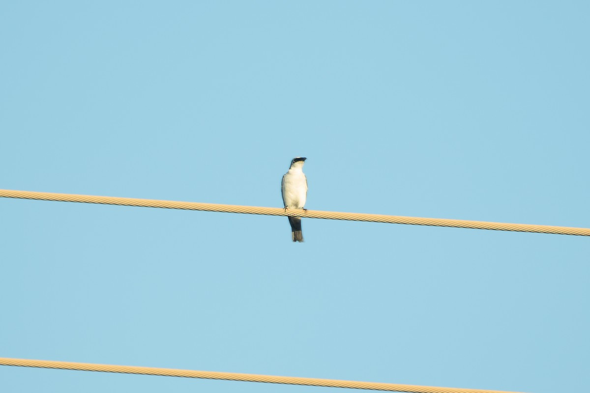 White-bellied Cuckooshrike - ML622907432